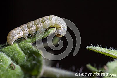 Spodoptera exigua caterpillar on a tomato leaf Stock Photo