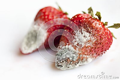 spoiled red strawberries Stock Photo