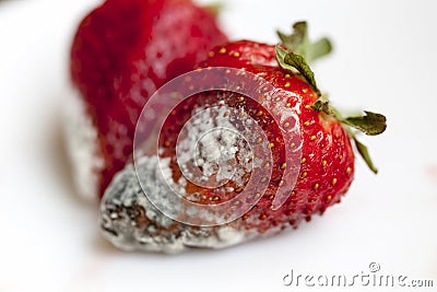 spoiled red strawberries Stock Photo