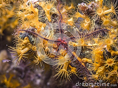 Sponge brittle star,marine ,invertebrate Stock Photo