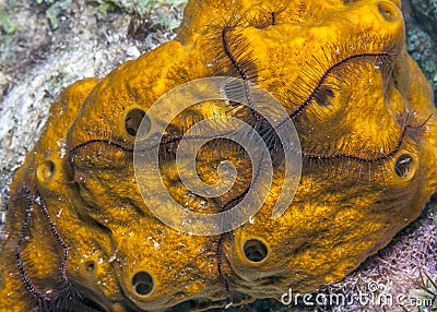 Sponge brittle star,marine ,invertebrate Stock Photo