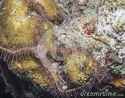 Sponge brittle star,marine ,invertebrate Stock Photo