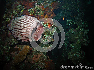 Corals in USS Liberty shipwreck Stock Photo