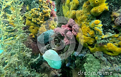 Sponge Crab hiding amongst invertebrates Stock Photo