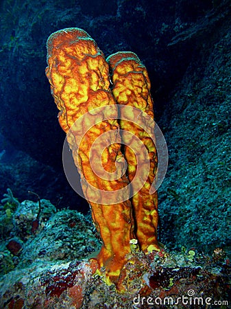 Sponge, Underwater Photograph Stock Photo