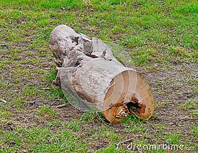 Sponged segment of a tree trunk on a meadow Stock Photo