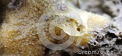 Sponges, the members of the phylum Porifera for education in marine. stock photo Stock Photo