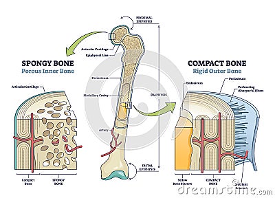 Spongy vs compact bone comparison with anatomical structure outline diagram Vector Illustration