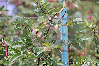 Spontaneous flowers that live in the hills Stock Photo