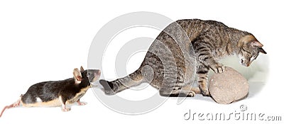 Spoof of cat hunting a mouse Stock Photo