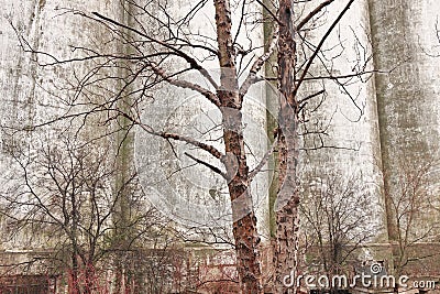 Spooky Creepy Details of Concrete Wall with Bare Trees on a Atmospheric Dreary Day Stock Photo