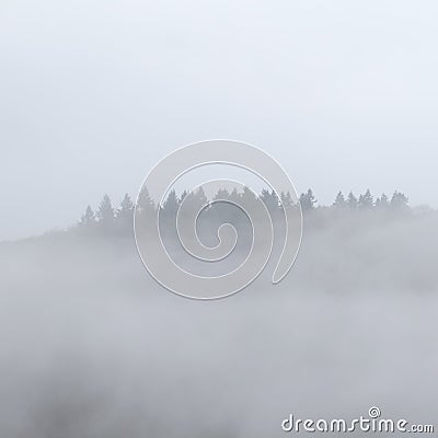 Supernatural Floating Foggy Forest Stock Photo