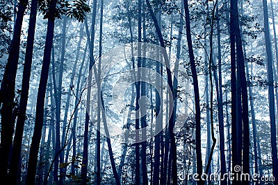 Spooky foggy mystic dark forest Stock Photo