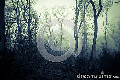 A spooky forest on a misty day in winter, with a glowing eerie sky. With a blue green scary edit Stock Photo