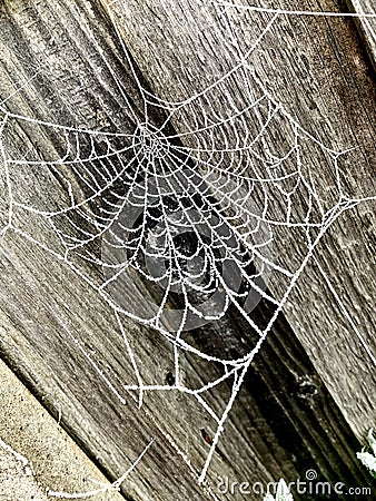 Spooky frosty cobweb Stock Photo