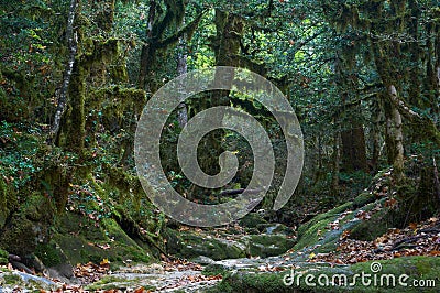 Spooky halloween autumn mossy forest Stock Photo