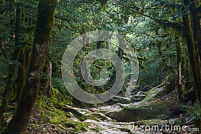 Spooky halloween forest Stock Photo