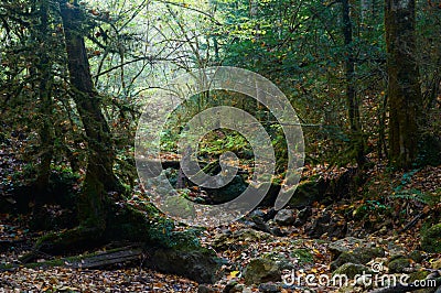 Spooky halloween forest with a fallen tree Stock Photo