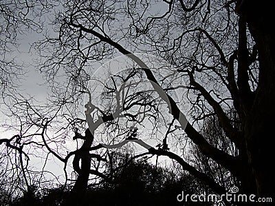 Spooky leafless branches Stock Photo