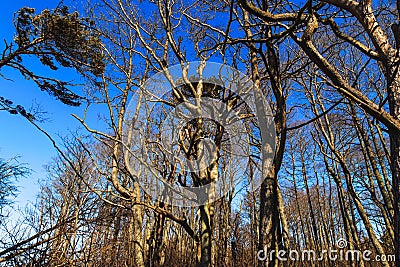 Spooky leafless trees with crooked branches Stock Photo