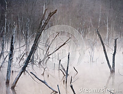 Spooky Marsh With Dead Trees Stock Photo