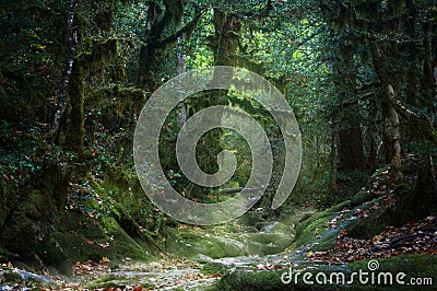 Spooky misty autumn mossy forest Stock Photo