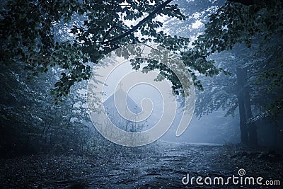 Spooky misty rainy forest Stock Photo