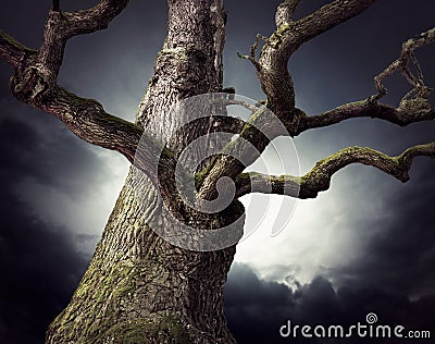 Spooky oak tree Stock Photo