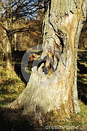 Spooky scenery of a rotten old tree in the forest. Wood anemone is a beautiful spring flower. Trees die of old age and diseases Stock Photo