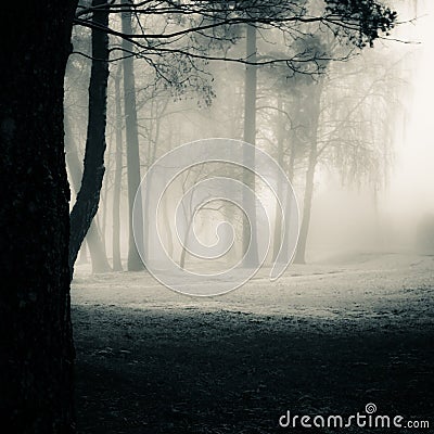 A spooky scenery of a trees. Halloween themed landscape. Stock Photo