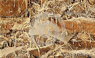 Spooky spider`s web Stock Photo