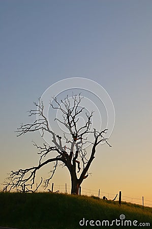 Spooky tree Stock Photo