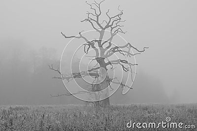 Spooky Tree Stock Photo