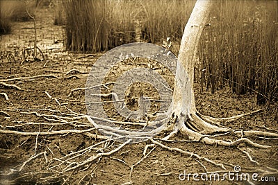 Spooky tree Stock Photo