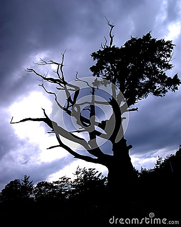 Spooky Tree Stock Photo