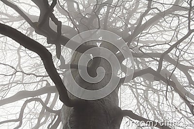 Spooky tree branches Stock Photo