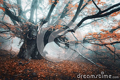 Spooky tree in fog. Old magical tree with big branches and orang Stock Photo