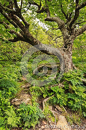 Spooky Tree Gnarled Roots Murky Forest NC Stock Photo