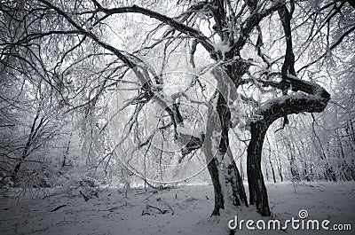 Spooky tree in winter Stock Photo