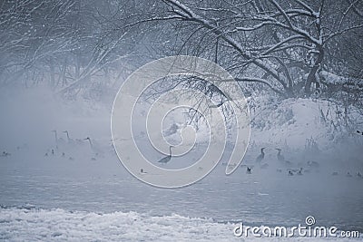 Spooky wildlife view in a river Stock Photo