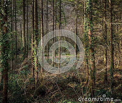 Spooky woods - strange, gloomy light before storm. Eery. Stock Photo