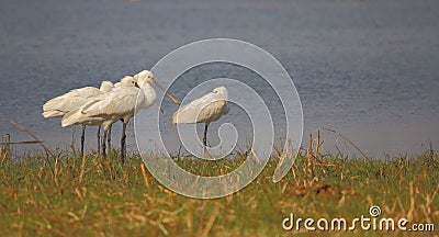 Spoon bill family standing on bank of pond Stock Photo