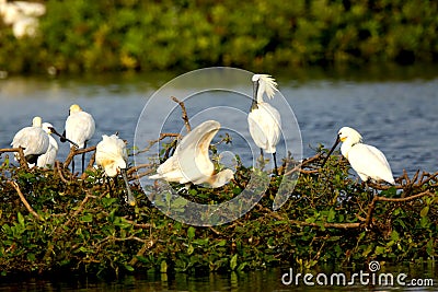 spoon bill stork Exposed with Canon 800mm Stock Photo