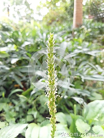 Spoon leaf plant in bloom on green leaves Stock Photo