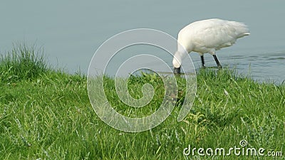 Spoonbill Spoonbill