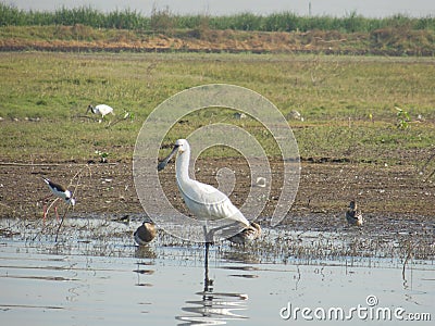 Spoonbill 3 Stock Photo