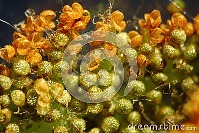 Sporangia of the cinnamon fern, open and closed. Stock Photo