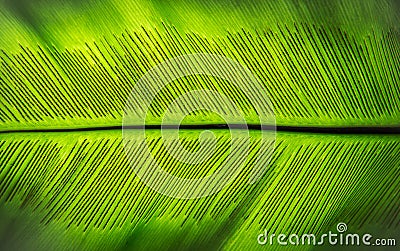 The spore of Green fern leaf Stock Photo