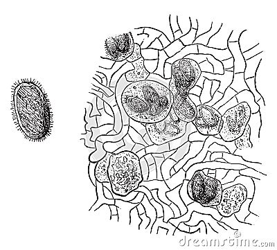 Spore truffle, vintage engraving Vector Illustration