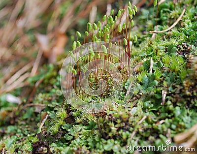 Sporophyte of Capillary Thread-moss (Bryum capillare). Stock Photo